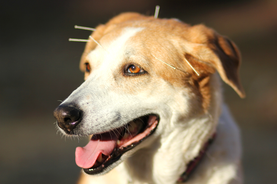 agopuntura-cane-modena