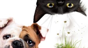 allergie-primavera-cane-gatto
