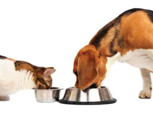 cani-gatti-alimentazione-oncologia-cancro-tumore