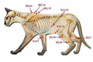 curare-gatto-con-agopuntura