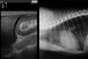 esami-diagnostici-modena-baggiovara