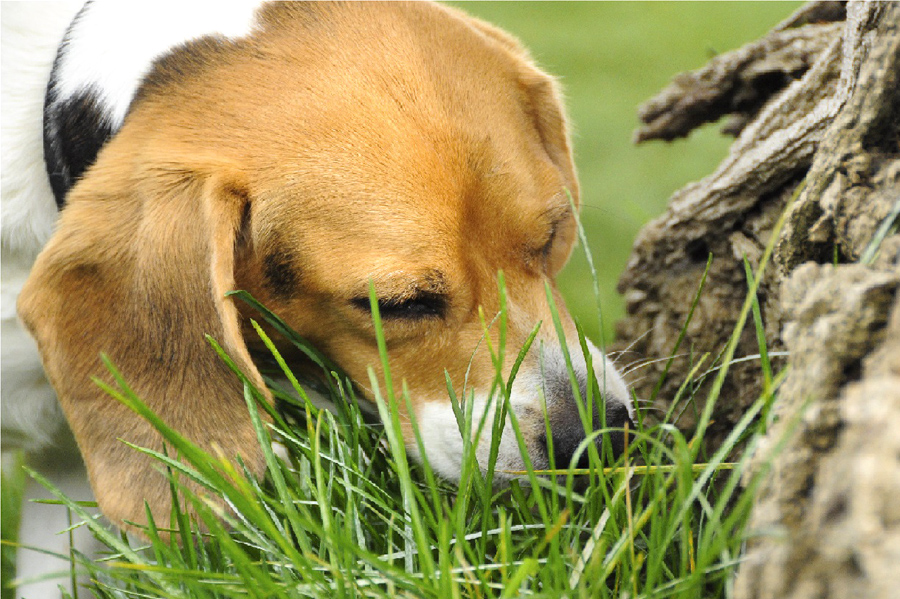 fitoterapia-cane-modena