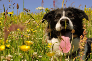 floriterapia-australiana-cane-veterinaria-sassuolo-baggiovara