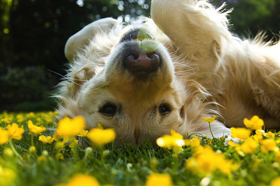 floriterapia-fiori-di-bach-gatto-cane-veterinaria-sassuolo-baggiovara