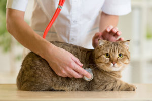 Ambulatorio veterinario modena