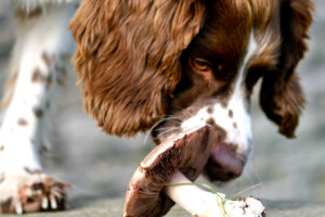 micoterapia-veterinario-modena-baggiovara-sassuolo