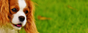 l'ambulatorio Greenvet propone cure omeopatiche veterinarie per il tuo cucciolo