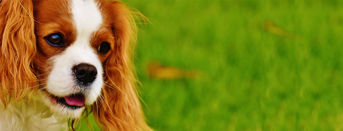 l'ambulatorio Greenvet propone cure omeopatiche veterinarie per il tuo cucciolo